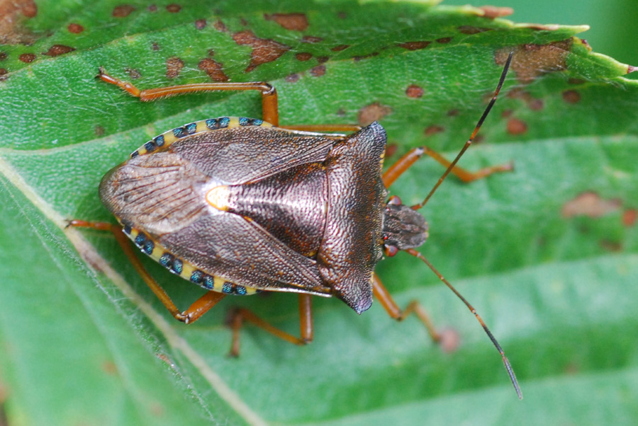 Pentatomidae: Pentatoma rufipes dell''appennino modenese